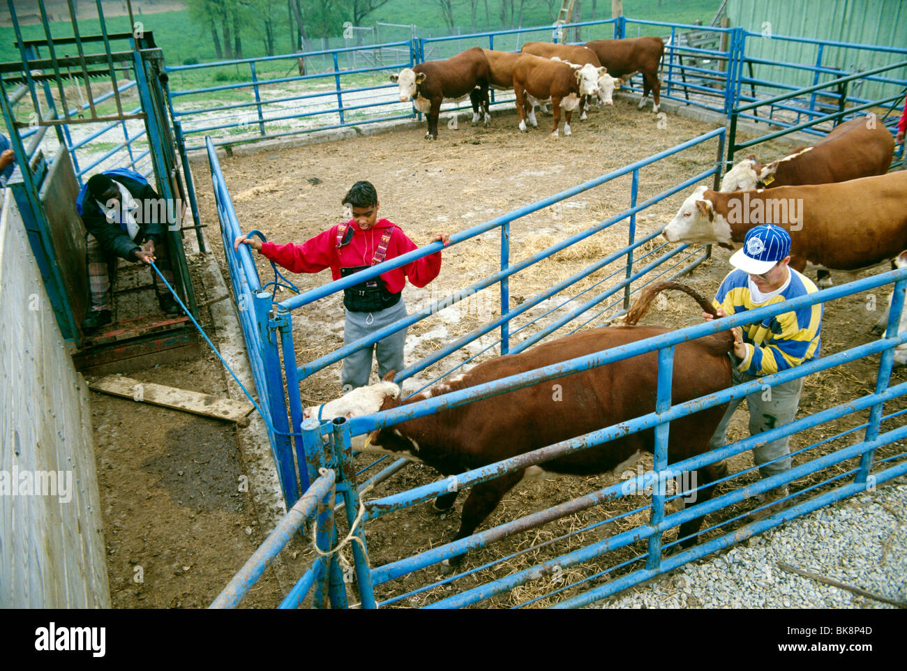 High school students in a barnyard corral with cattle, Saul School of Agricultural Science, Philadelphia, Pennsylvania, USA Stock Photo