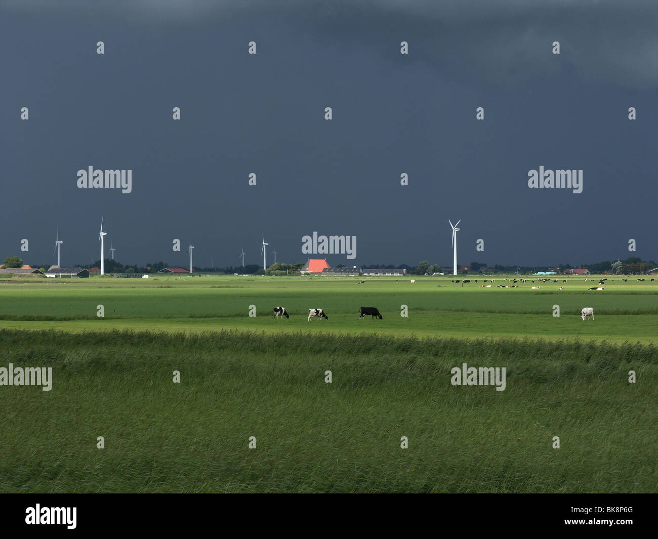 Dutch landscape with cows and windmill Stock Photo - Alamy