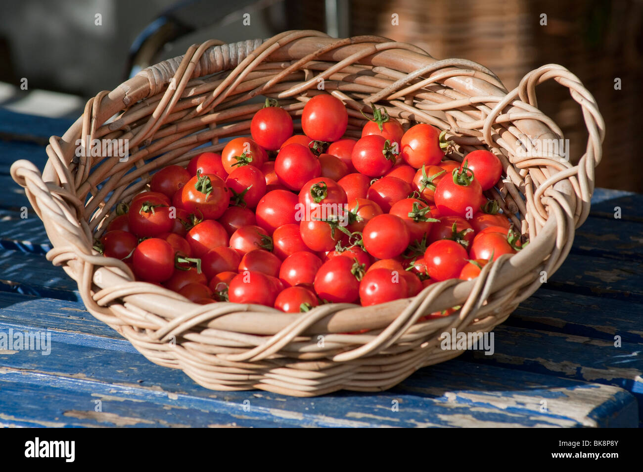 A basket of freshly harvested ripe cherry tomatoes Stock Photo - Alamy