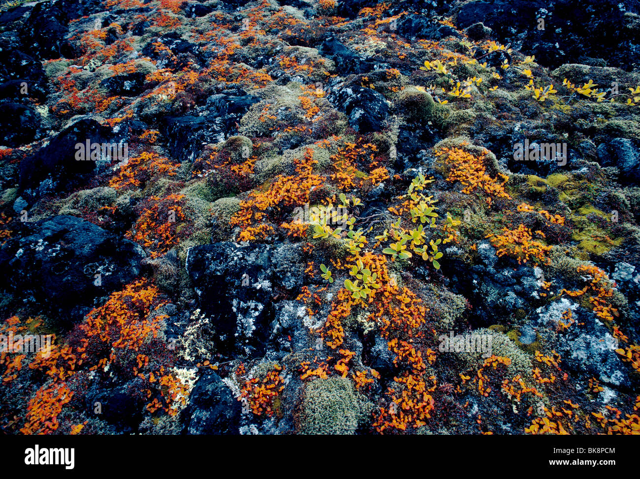 Close up of colorful ground lichen, many hundreds of years old, Kekerten Historic Park, Kekerten Island, Nunavut, Canada Stock Photo