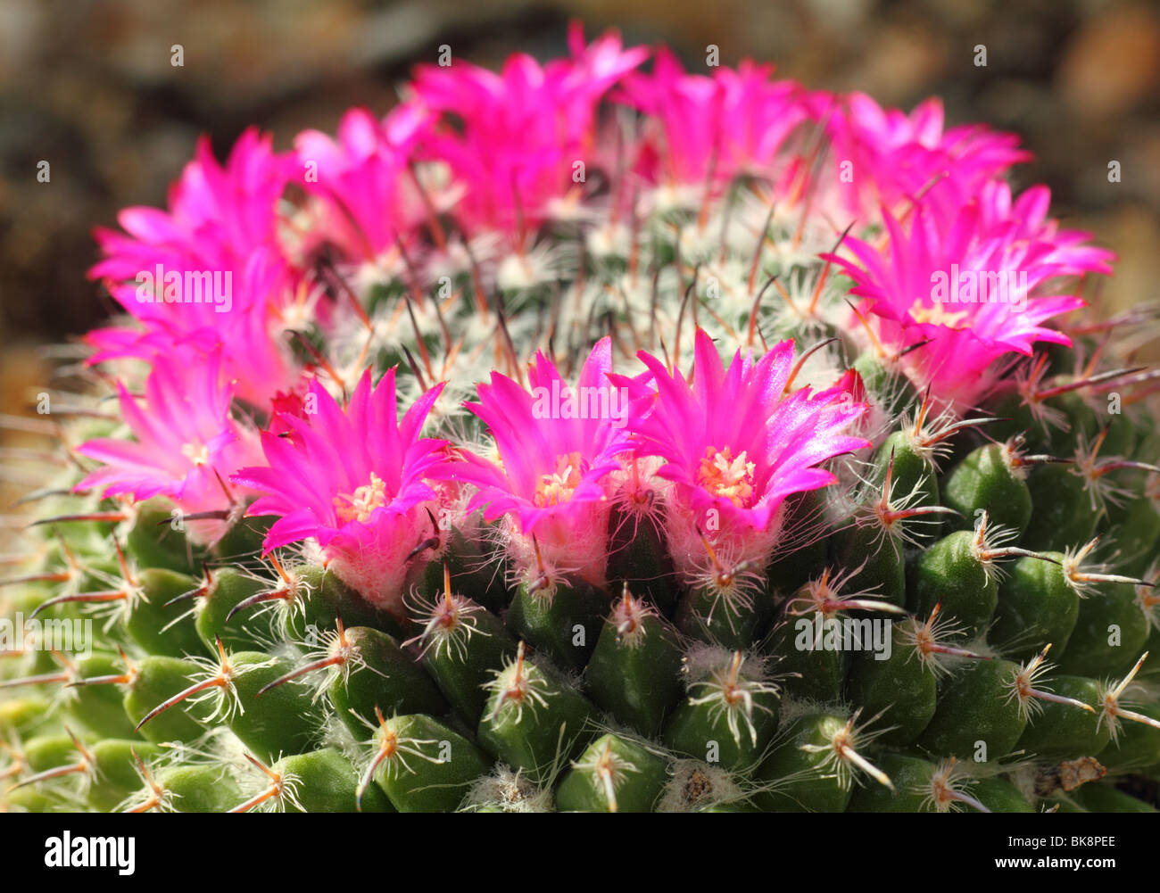 Cactus Mammillaria haageana flowers close up Mamilaria Stock Photo