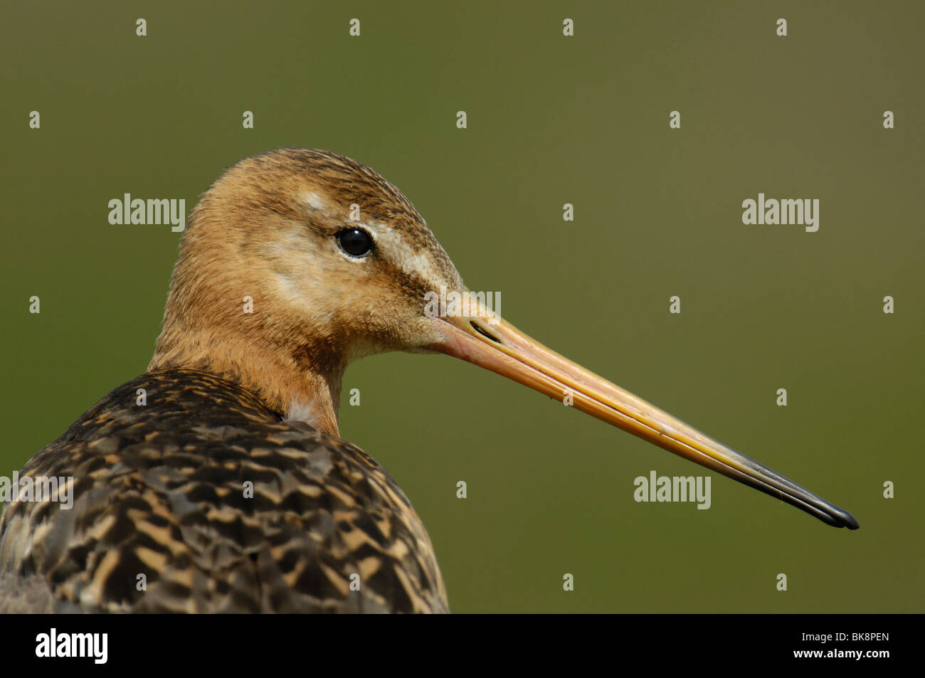 Black-tailed godwit portrait against green background Stock Photo - Alamy