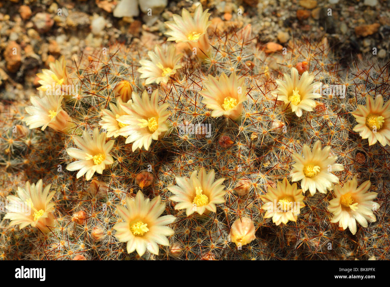 Cactus Mammillaria prolifera flowers close up Mamilaria Stock Photo