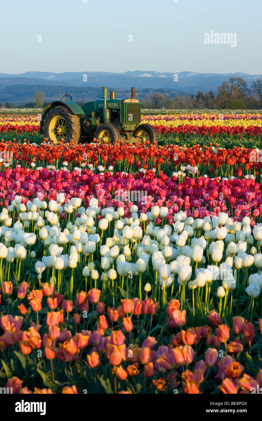 Field of Tulips, flowers and John Deere Tractor Stock Photo Alamy