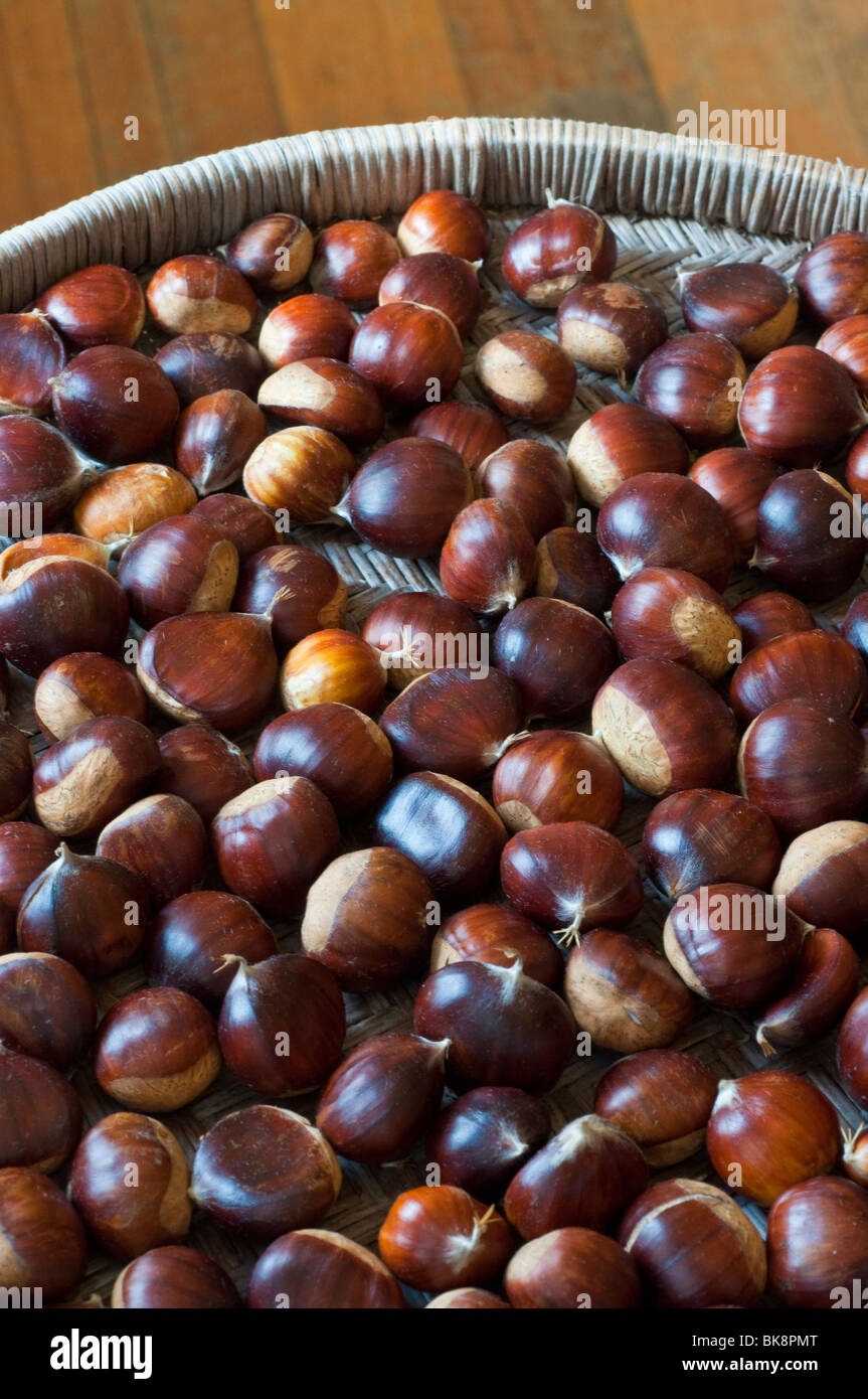 Chestnuts, Castanea sativa Stock Photo