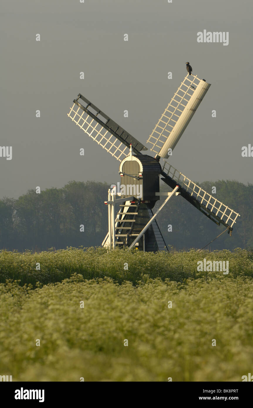 Windmill at Polder Waal en Burg in morning light with flowers and cormorant Stock Photo