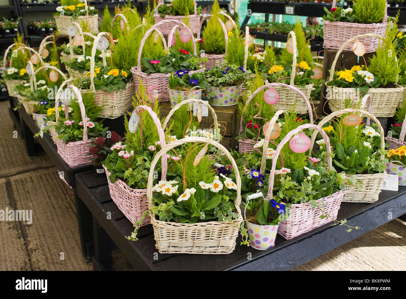 Baskets of spring flowers for sale on Mothers Day in a garden centre