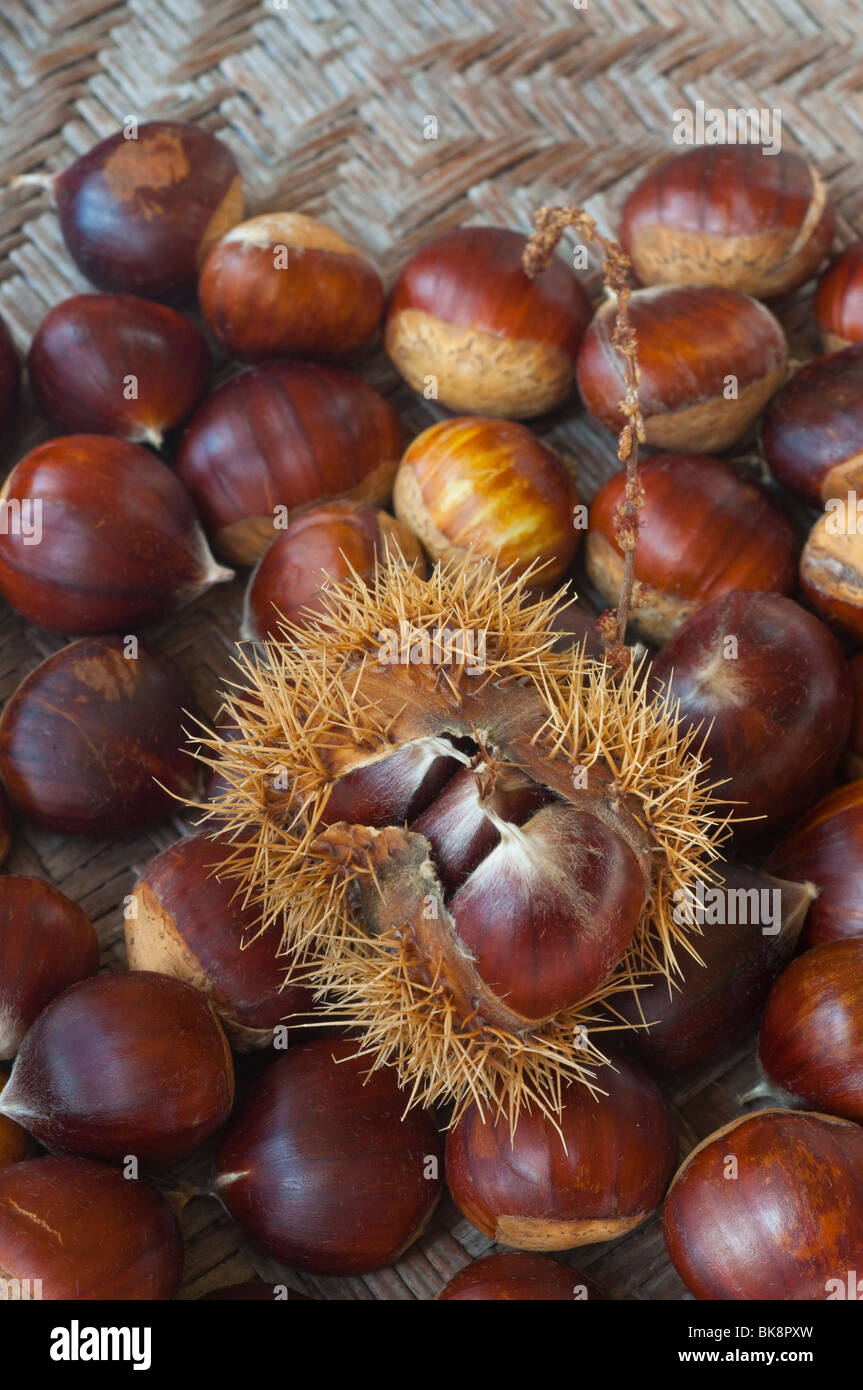 A collection of gathered fallen chestnuts showing the spiky cupule in which the nut is contained. Stock Photo