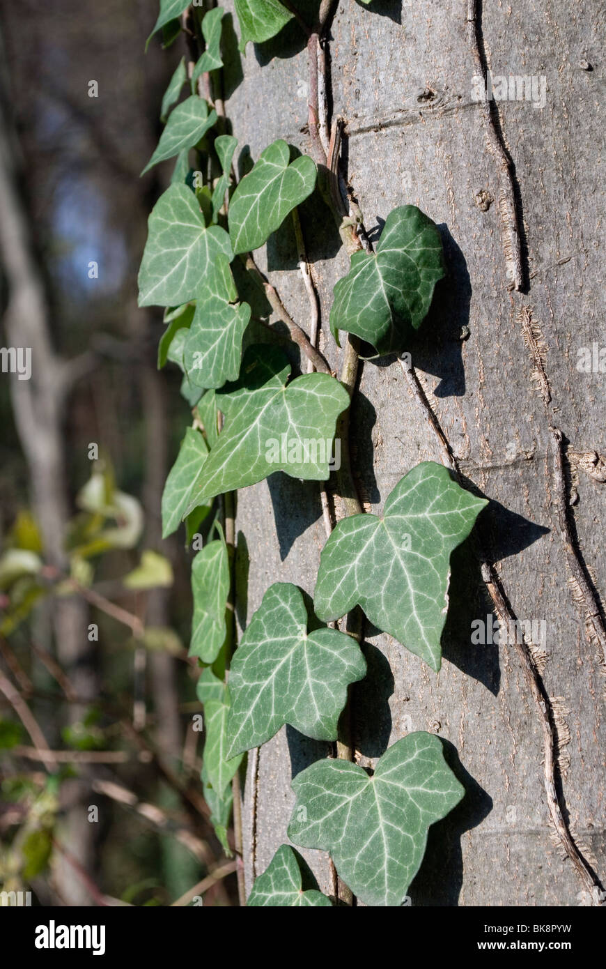 ivy Hedera helix on tree trunk Stock Photo