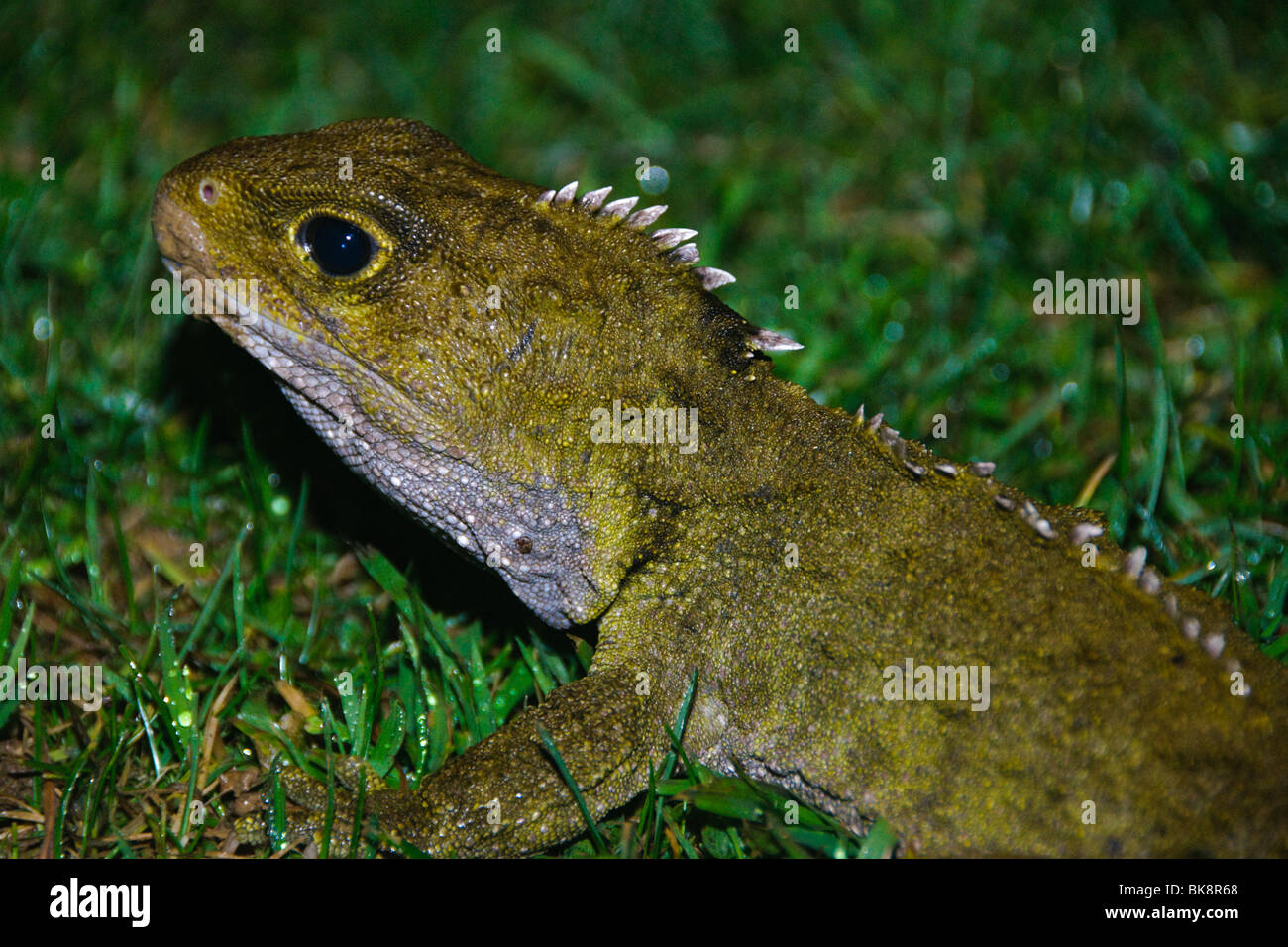 Stephens Island tuatara (Sphenodon punctatus) - a rare, endemic New ...