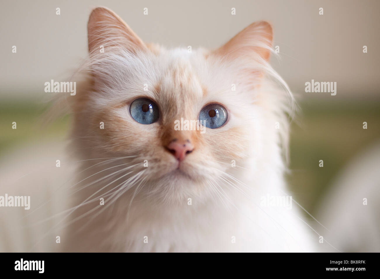 Holy Birma cat, young female. Stock Photo