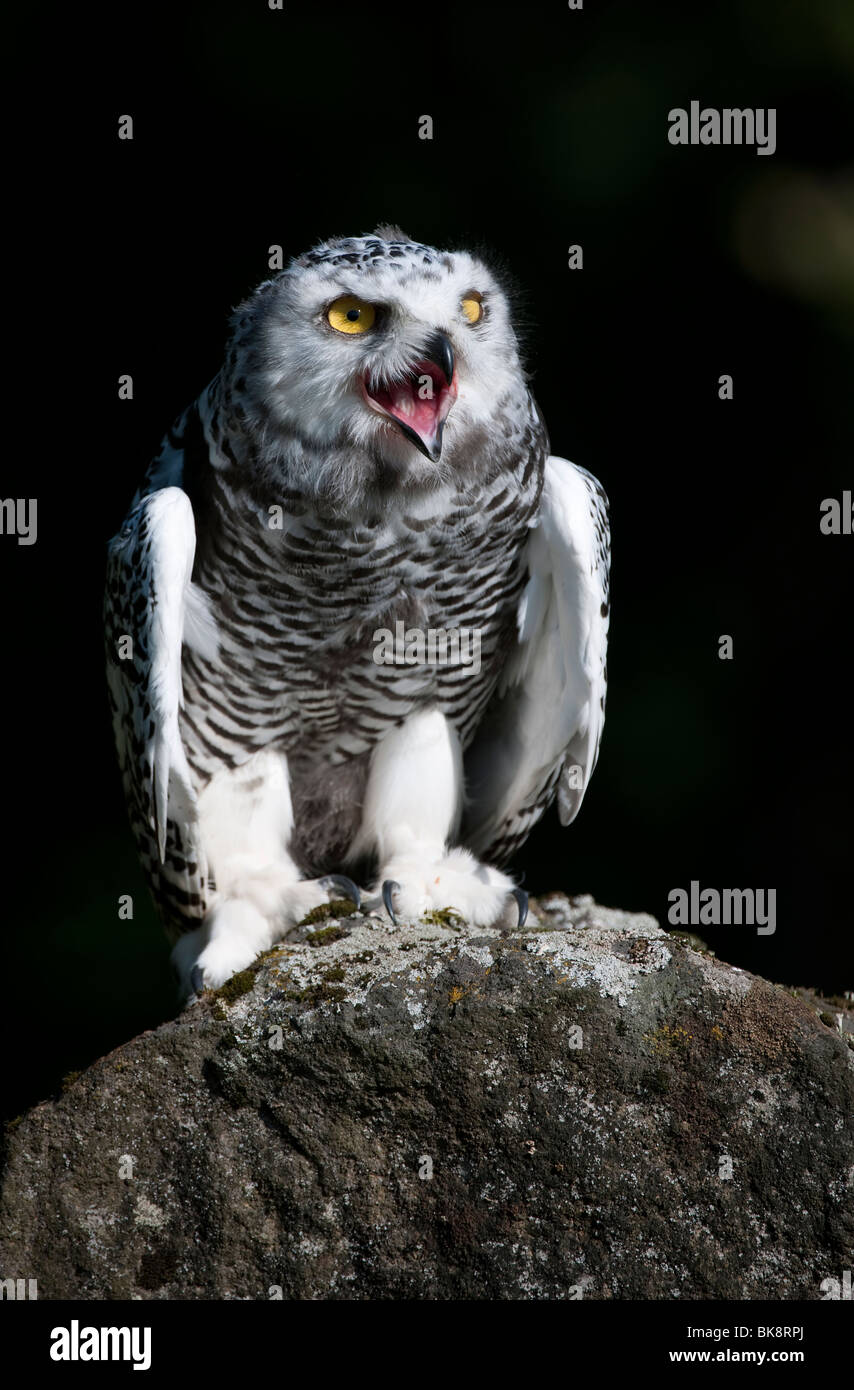 Snowy Owl (Bubo scandiacus, Nyctea scandiaca Stock Photo - Alamy