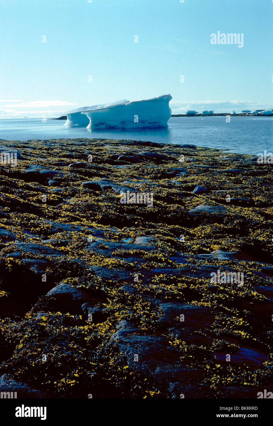 Backlit ground cover and icebergs, Kekerten Island, Cumberland Sound, Nunavut, Canada Stock Photo