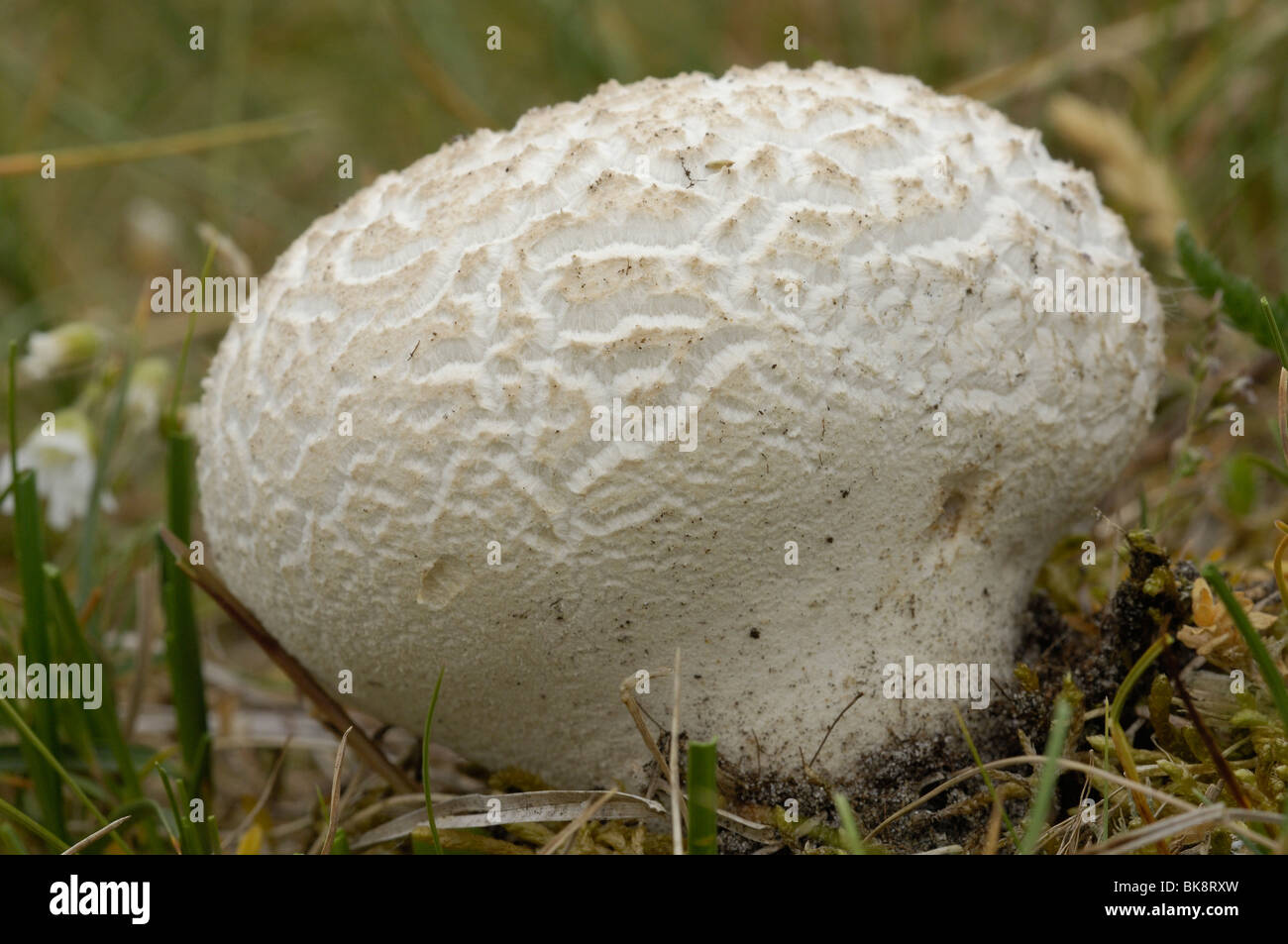 Giant puffball mushrooms hi-res stock photography and images - Alamy