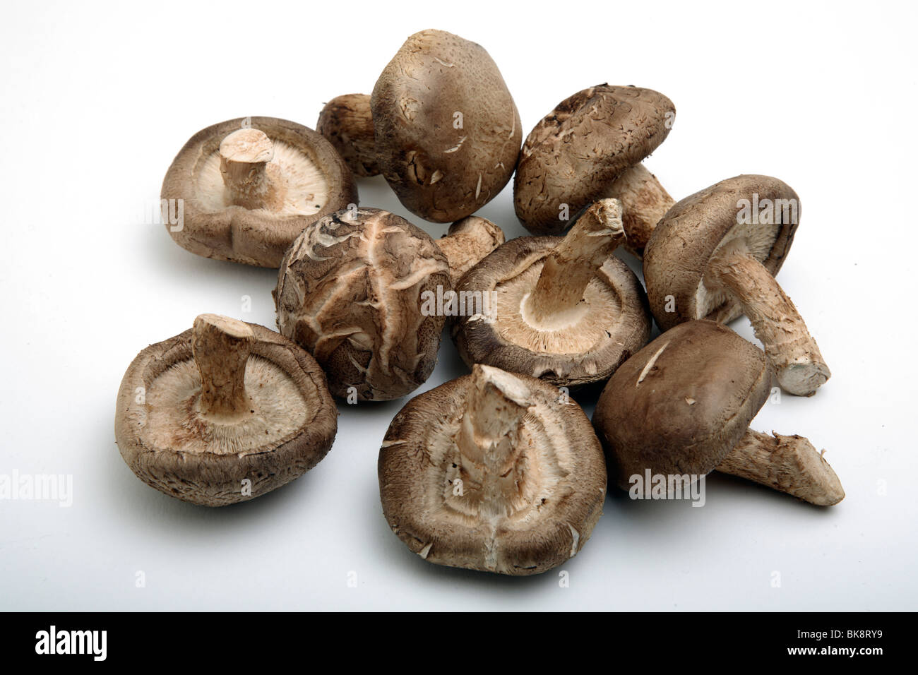 Shiitake mushrooms. Stock Photo