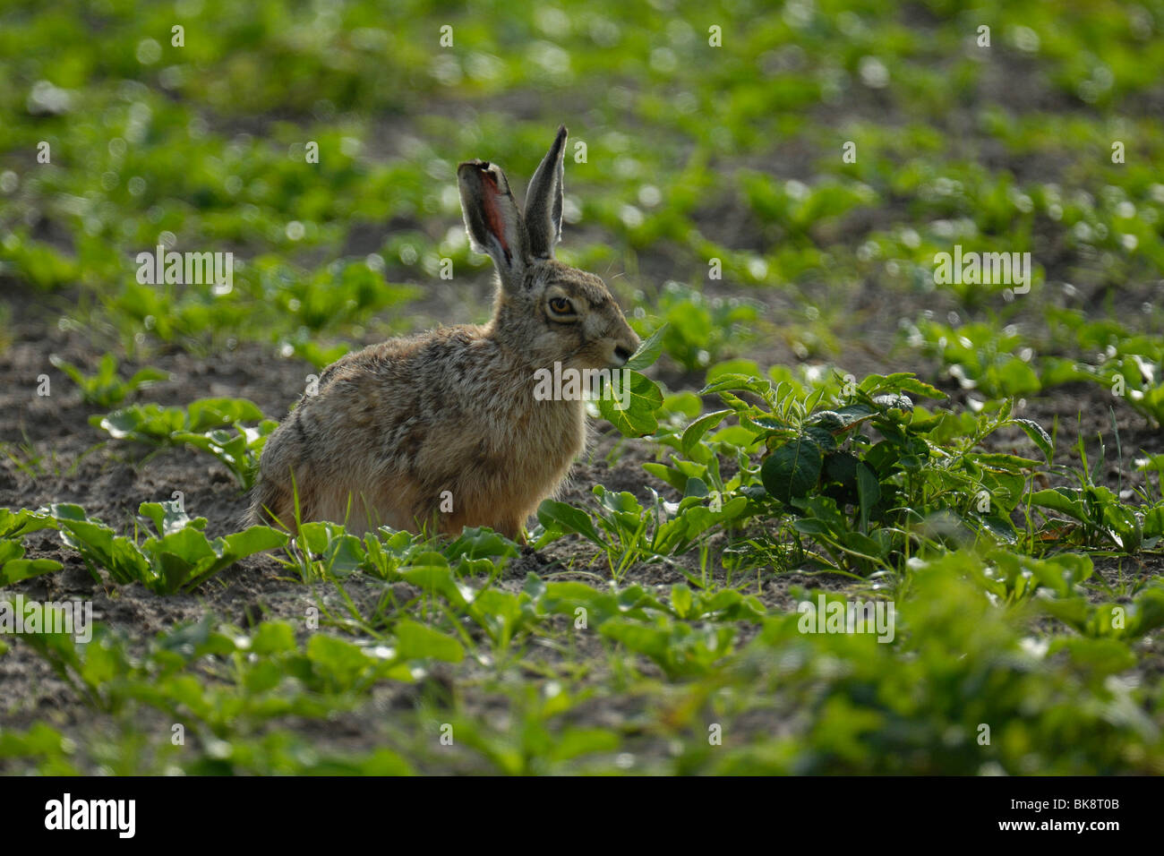 Cabbage Rabbit Hare Hare cabbage hi-res stock photography and images - Alamy