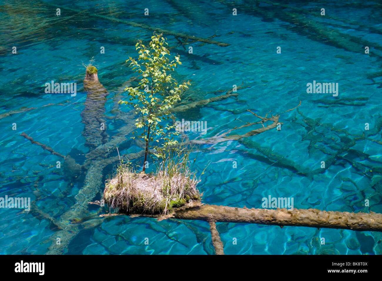 A tree grows on an island of vegetation that forms on floating tree trunk in lake in Jiuzhaigou nature reserve in China. Stock Photo