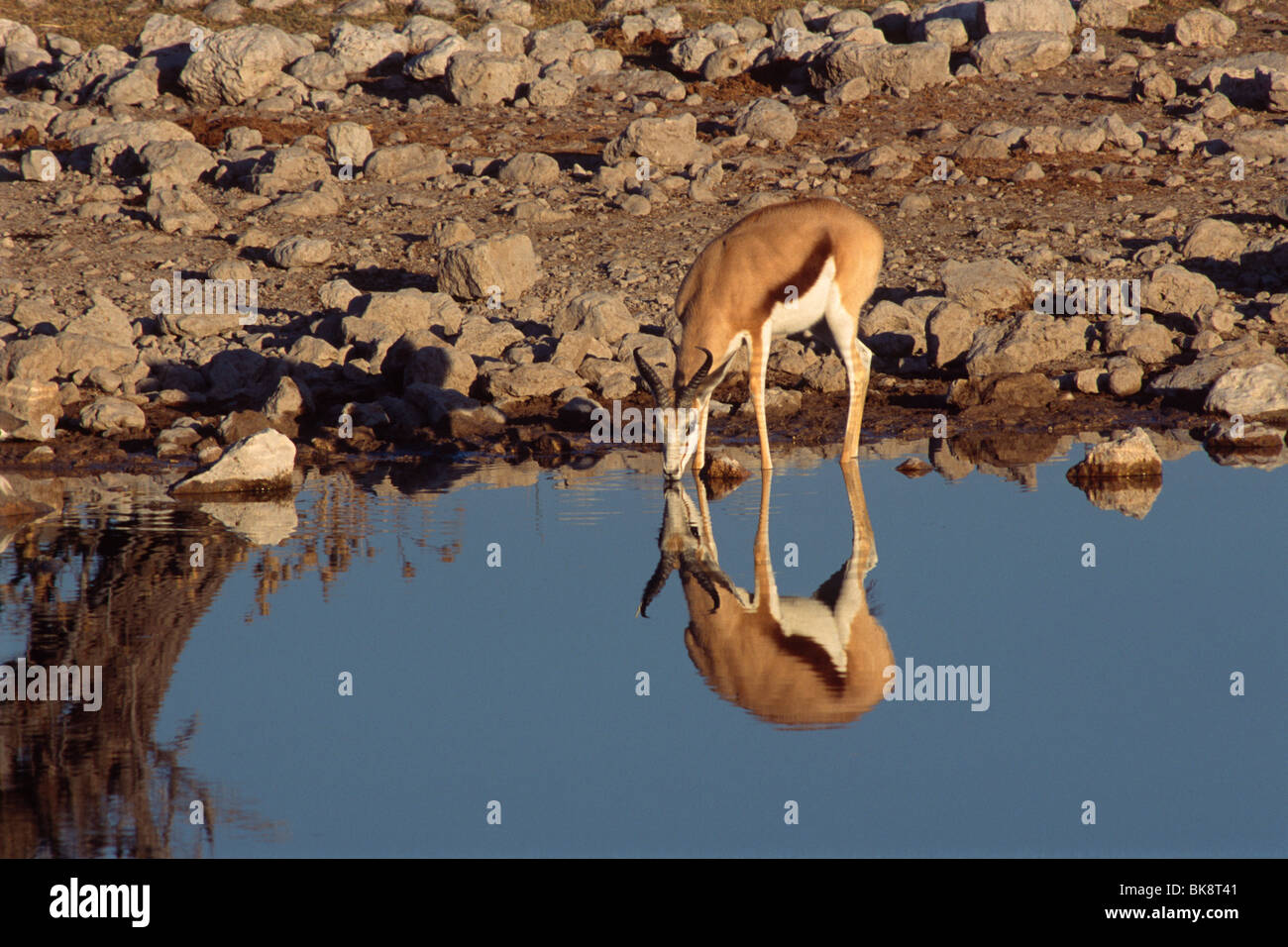Impala (Aepyceros melampus), drinking from a waterhole, Etosha National Park, Namibia, Africa Stock Photo