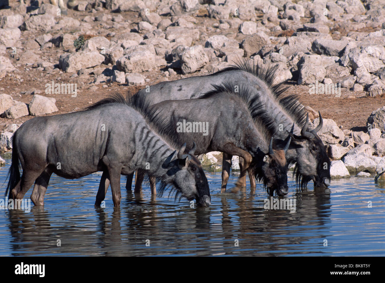Blue Wildebeests (Connochaetes taurinus) drinking from a waterhole, Etosha National Park, Namibia, Africa Stock Photo