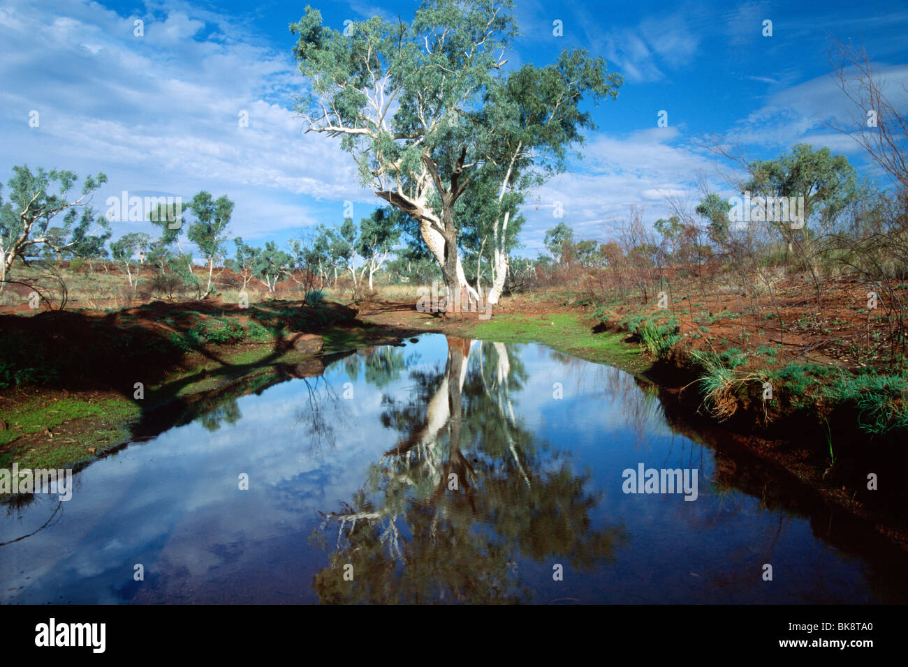 Eucalyptus tree reflected in a billabong, Karijini National Park, Western Australia, Australia Stock Photo