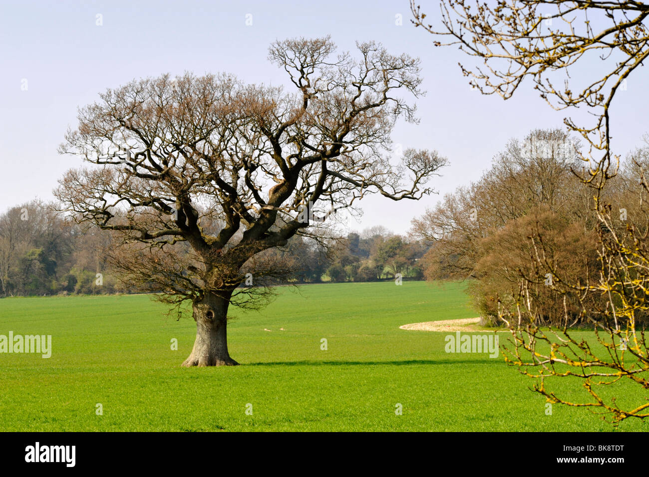 lone tree in the middle of a field traditional rural english scene Stock Photo