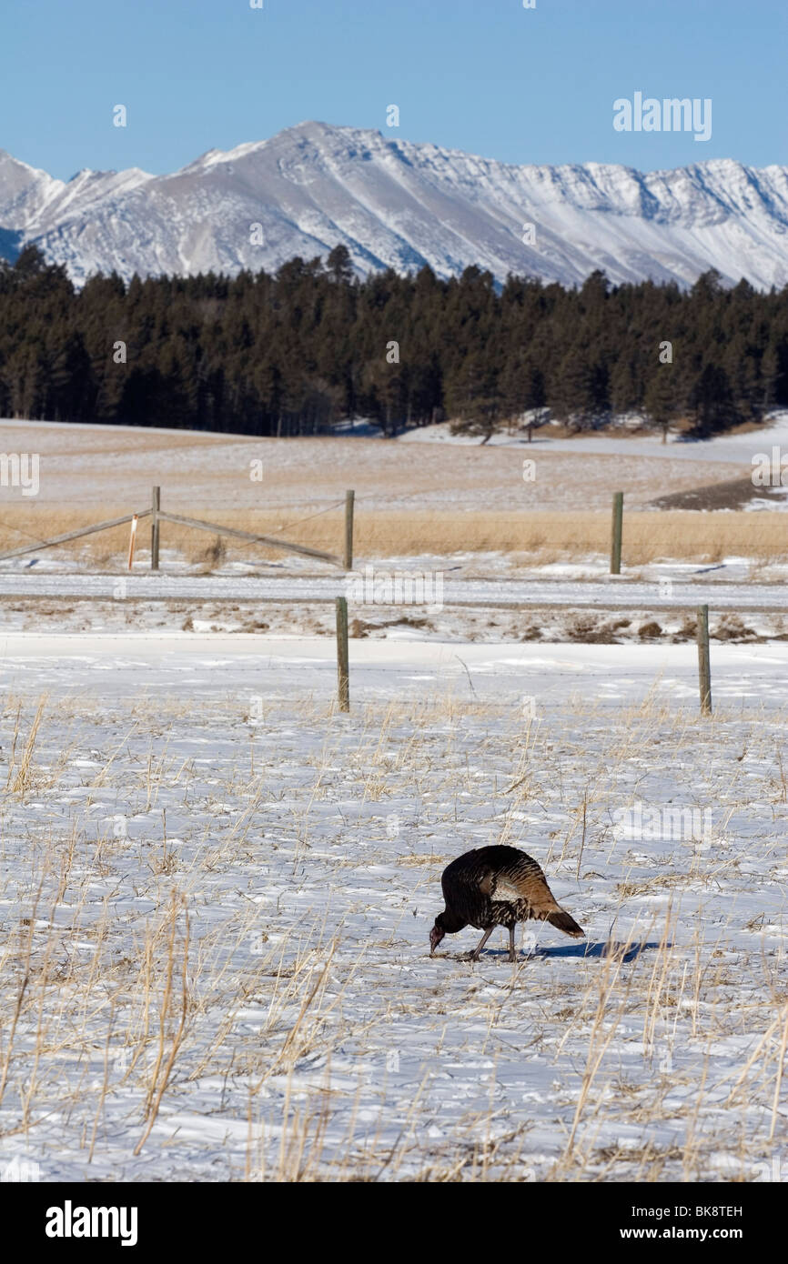 Crowsnest Pass, Alberta, Canada; A Wild Turkey (Meleagris Gallopavo) In