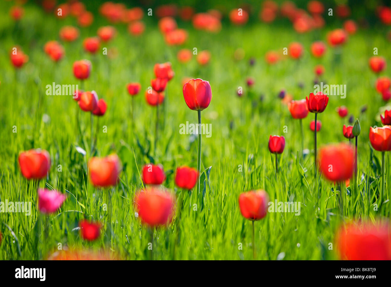 Red tulips (Tulipa) during Tulipan, tulips bloom in the Britzer Garten park in Berlin, Germany, Europe Stock Photo