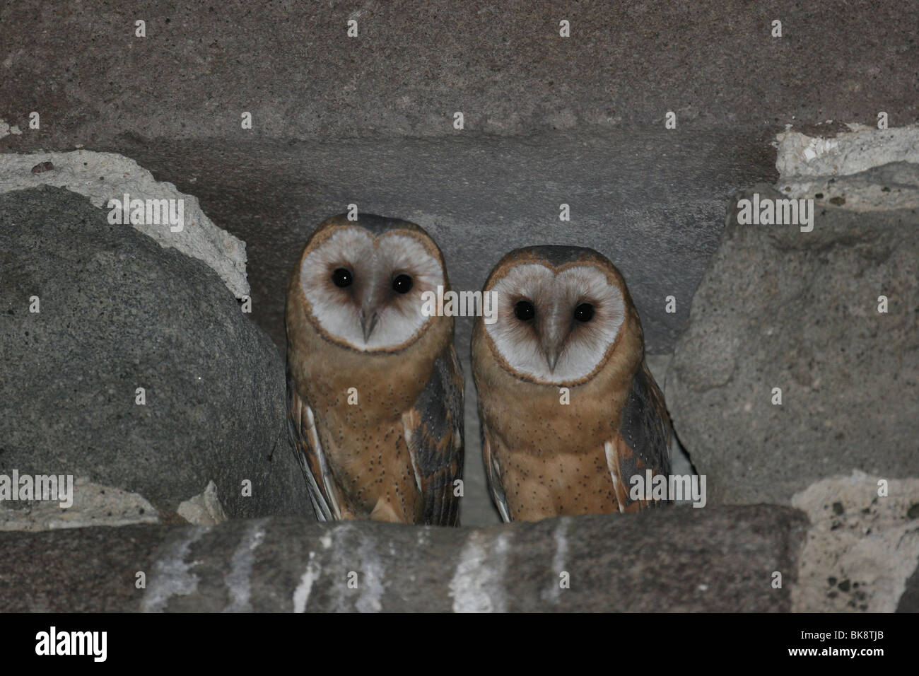 2 Barn Owls Stock Photo