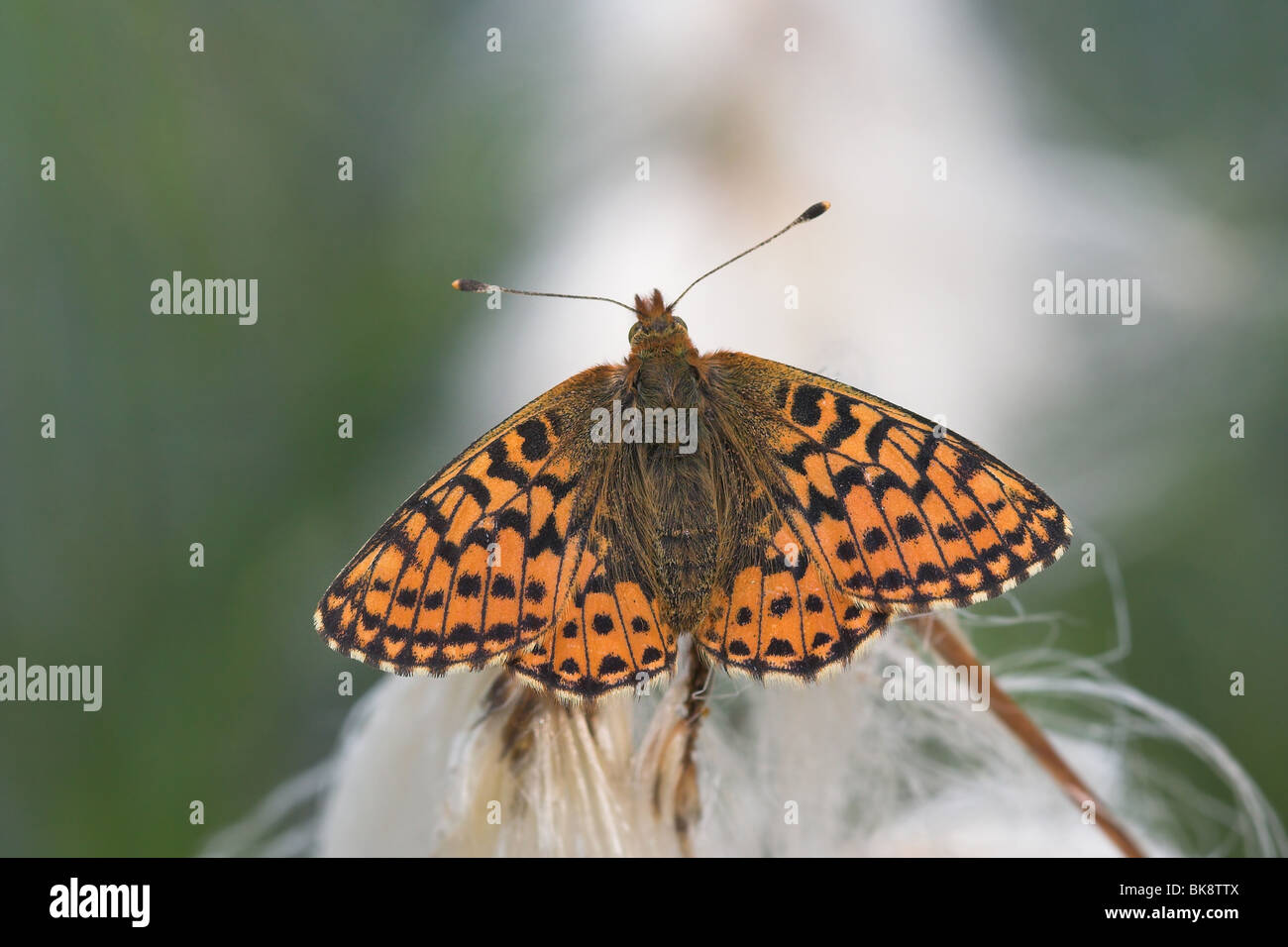 Cranberry Fritillary upperwing view Stock Photo