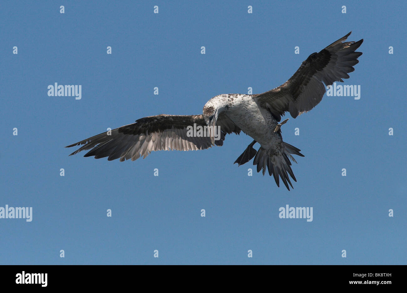 Biddende Jan Van Gent, Hawking Gannet Stock Photo - Alamy