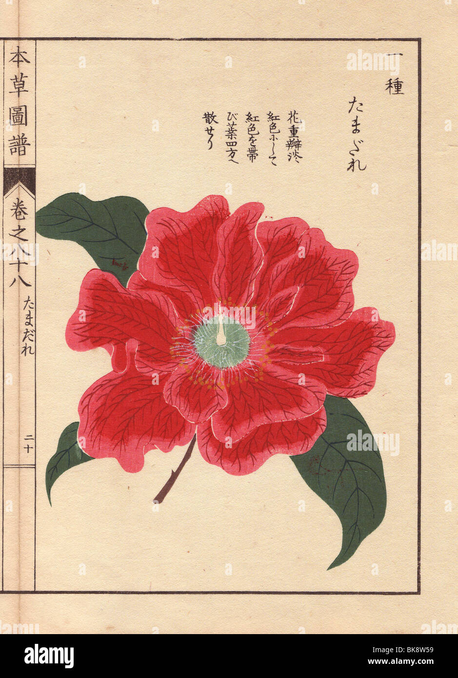 Crimson camellia 'Tamagure'  Thea japonica Nois. flore pleno forma Stock Photo