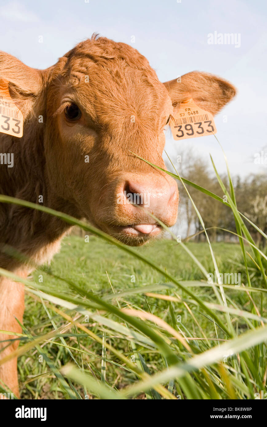 Limousin calf hi-res stock photography and images - Alamy