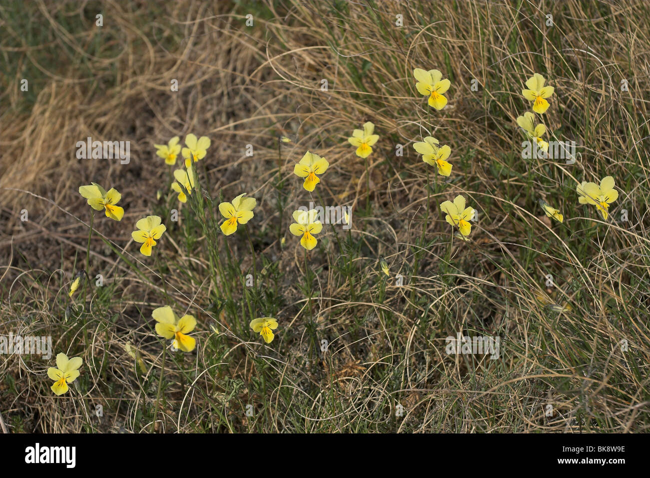 Mountain Pansies upper view Stock Photo