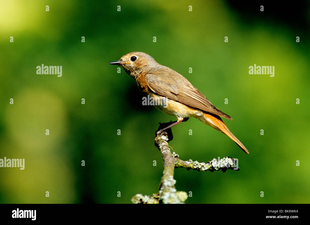 Redstart (Phoenicurus), female perched on a branch Stock Photo