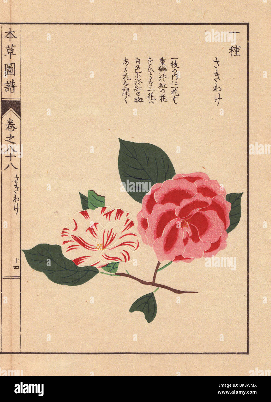 White and scarlet camellias 'Sakiwake'  Thea japonica Nois. flore pleno forma Stock Photo