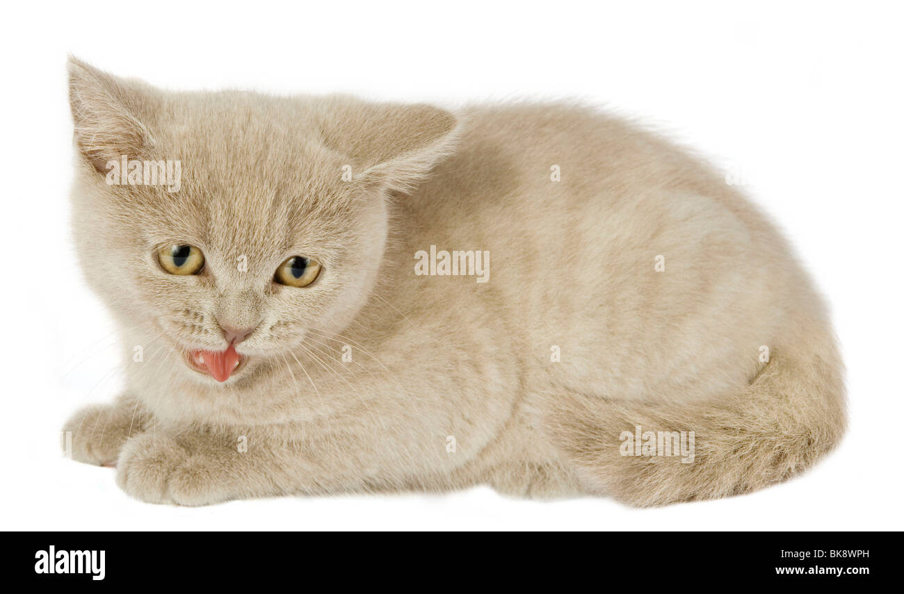 British Shorthair kitten Stock Photo