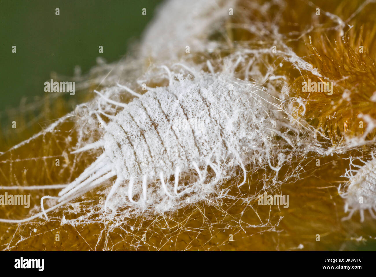 Cottony cushion scale Stock Photo Alamy