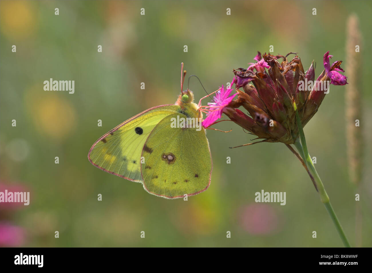 Berger's Clouded Yellow male underwing view Stock Photo