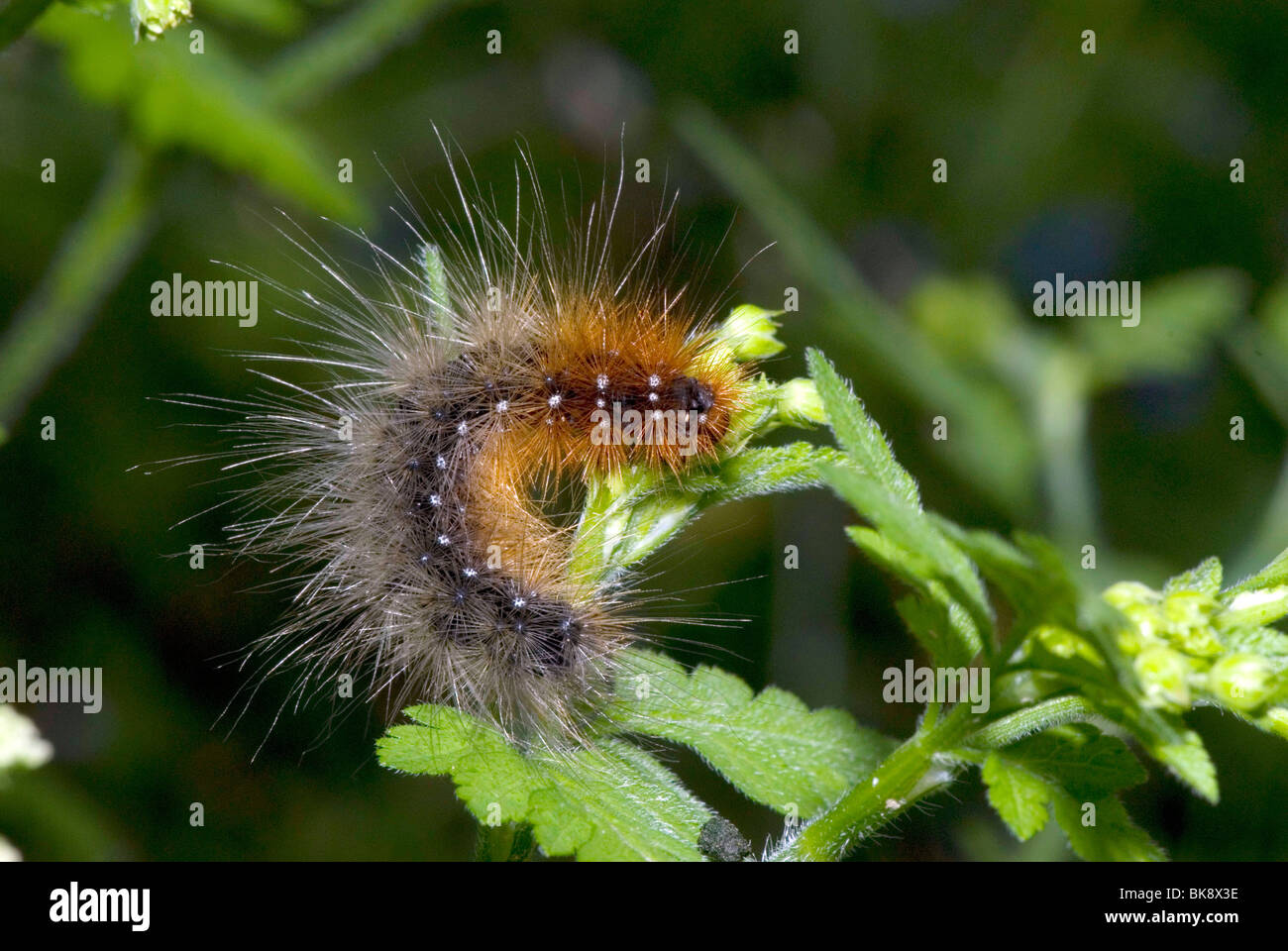 Tiger moth caterpillar hi-res stock photography and images - Alamy