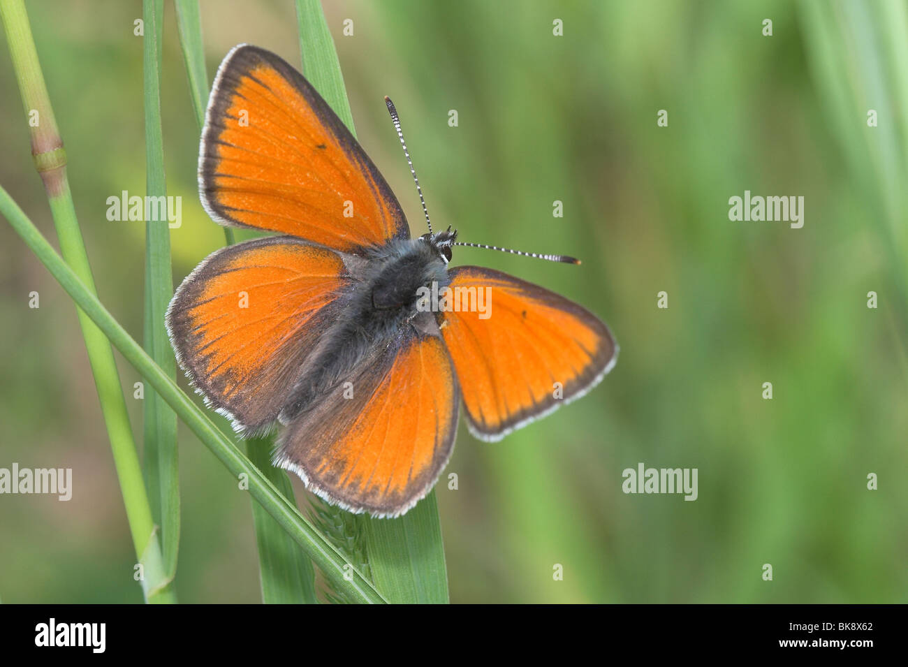 Purple-edged Copper male upperwing view Stock Photo