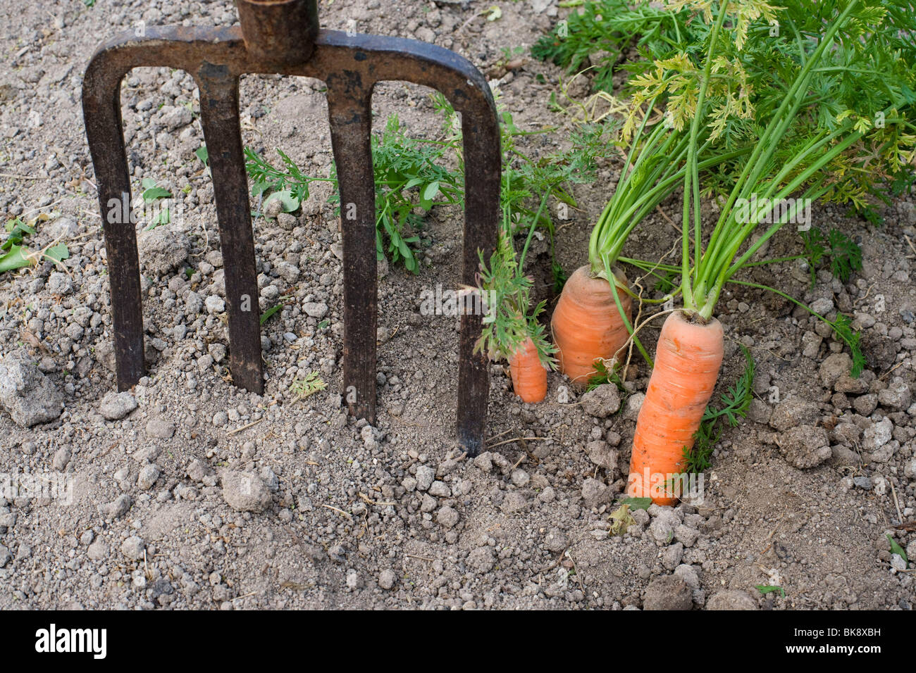 Carrots Stock Photo