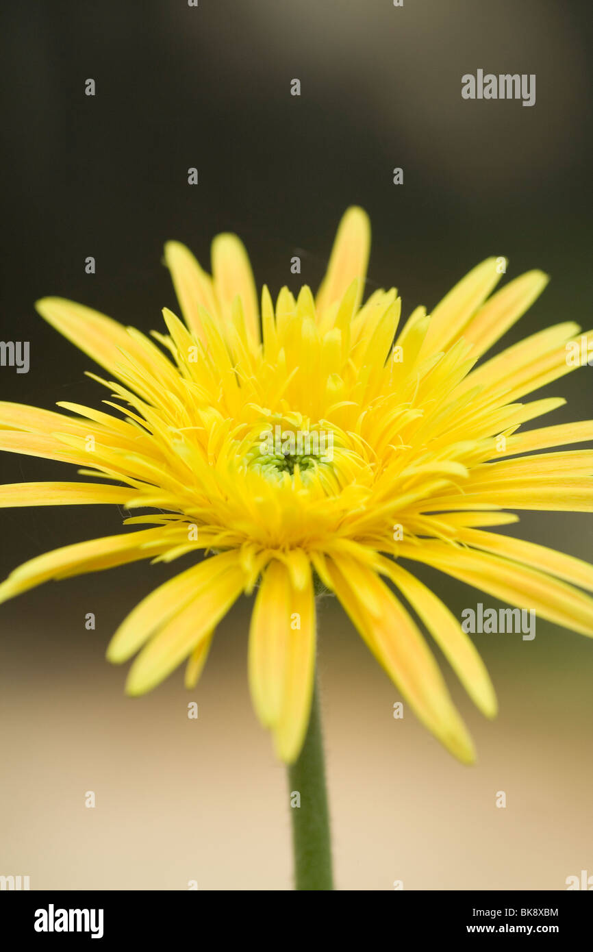 Dalia flower in bloom in kerala Stock Photo