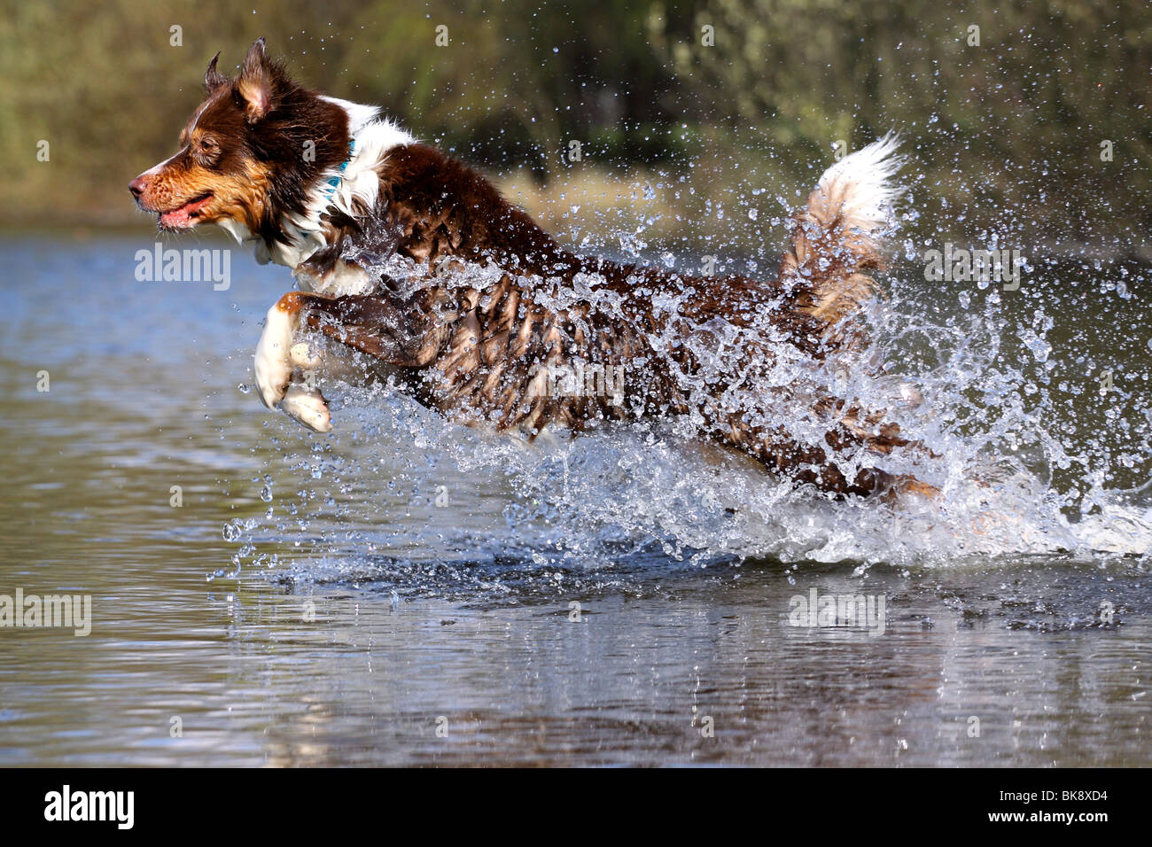 running Australian Shepherd Stock Photo Alamy