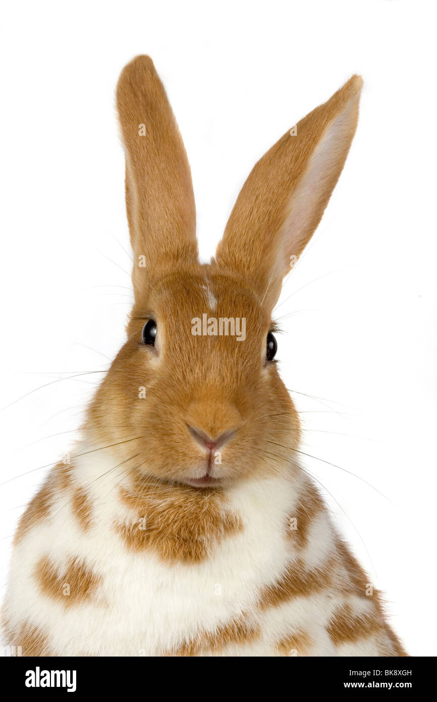 Rabbit Stock Photo