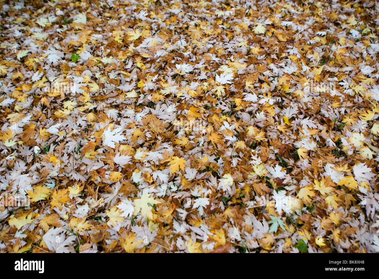Bed of dead leaves Stock Photo Alamy