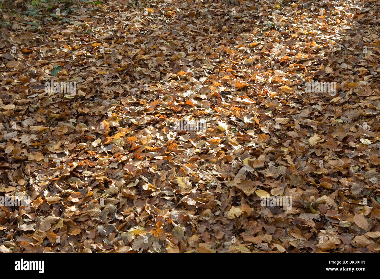 Bed of dead leaves Stock Photo Alamy