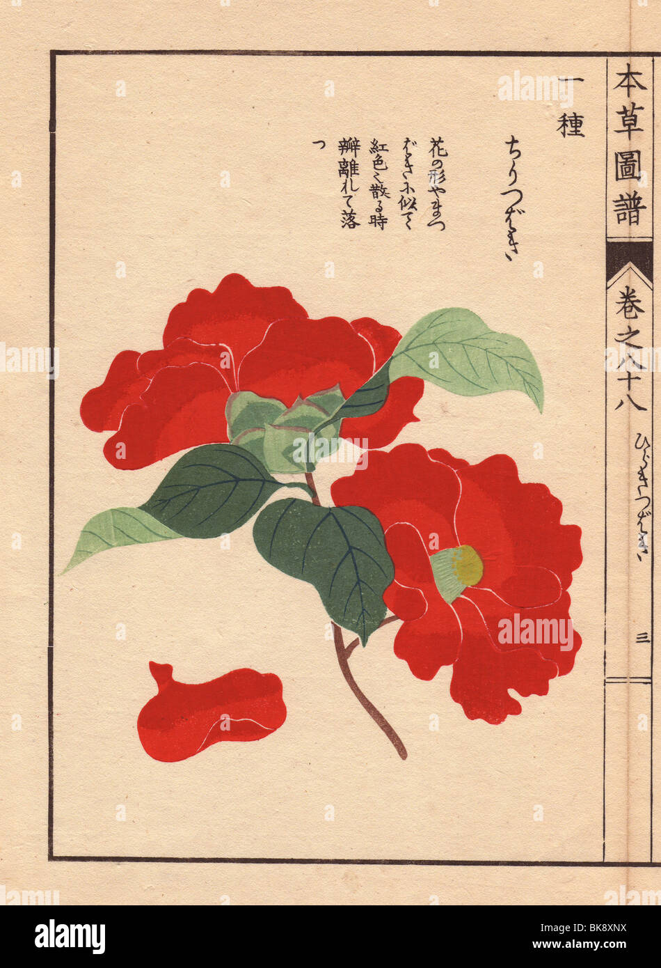 Scarlet camellia 'Chiri tsubaki'  Thea japonica Nois. var. Stock Photo