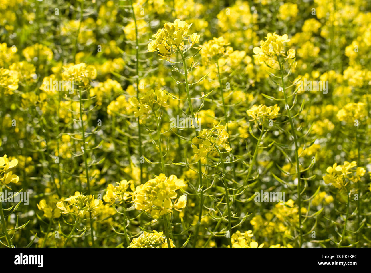 Mustard green manure hi-res stock photography and images - Alamy