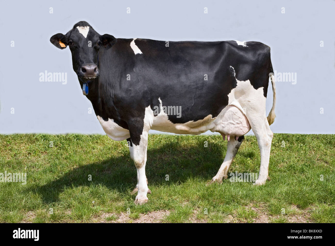 Holstein cow Stock Photo - Alamy