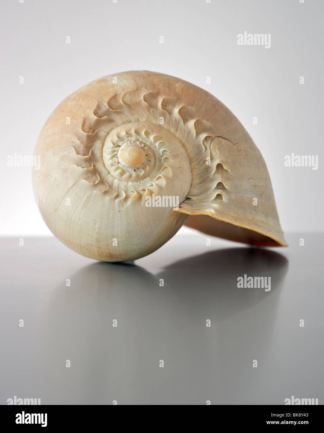 Sea Shell Nautilus Stock Photo